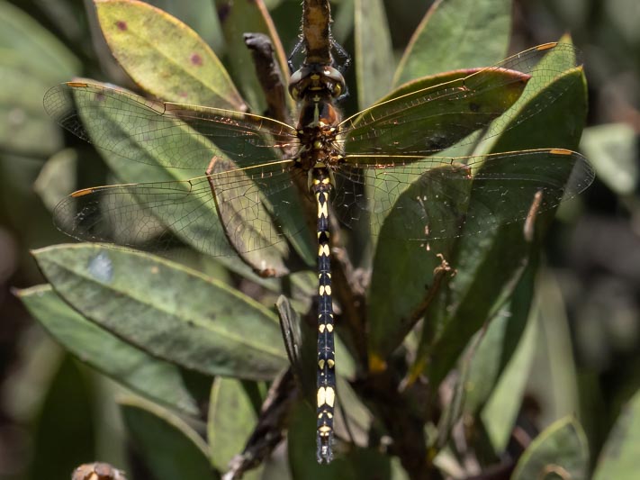 Synthemis eustalacta (Swamp Tigertail).jpg